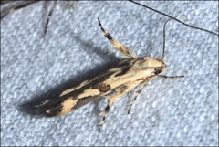Stathmopoda melanochra
