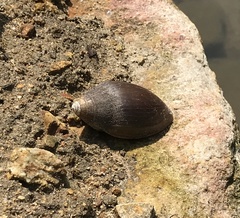 Cassidula plecotrematoides