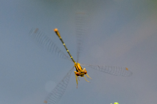 Orange Bluet photo 4