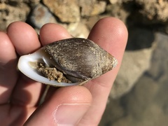 Cassidula plecotrematoides