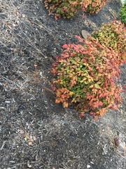 Nandina domestica