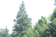 Abies religiosa