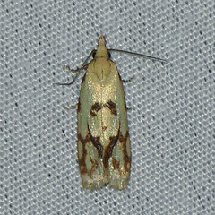 Sparganothis sulfureana