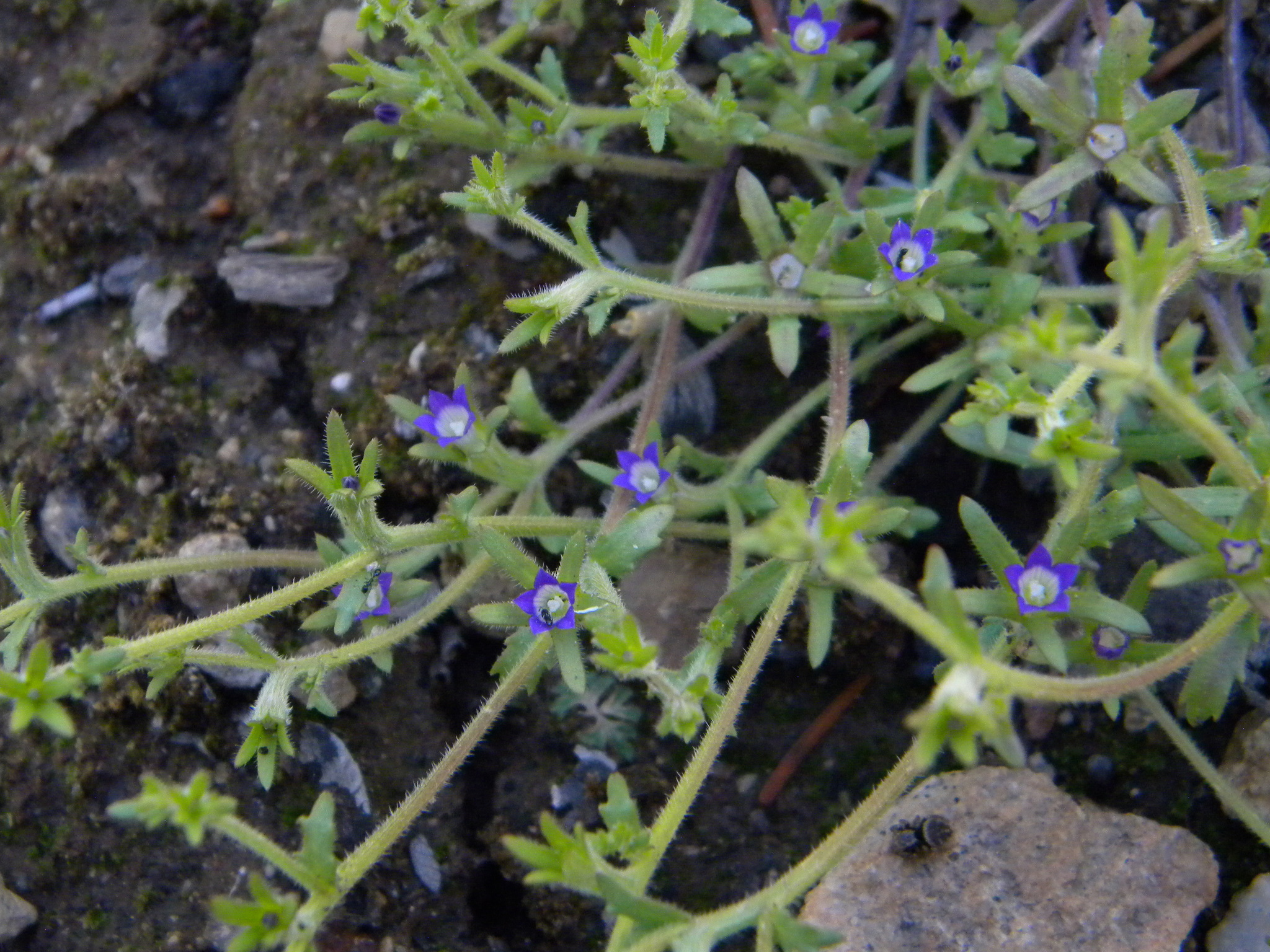 Githopsis diffusa ssp. robusta