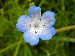 Nemophila menziesii menziesii