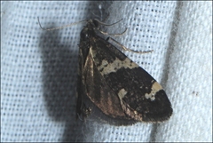 Lepidoscia tyrobathra
