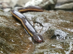 Ichthyophis hypocyaneus