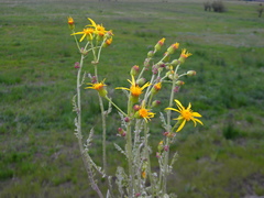 Packera eurycephala eurycephala