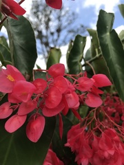 Begonia coccinea