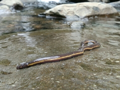 Ichthyophis hypocyaneus