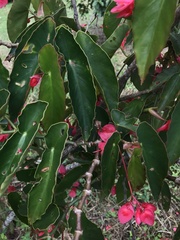 Begonia coccinea