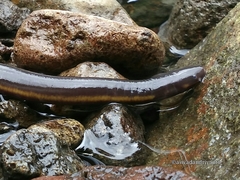 Ichthyophis hypocyaneus