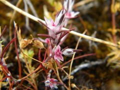 Polygonum bidwelliae