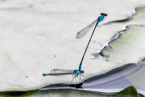 Slender Bluet photo 5