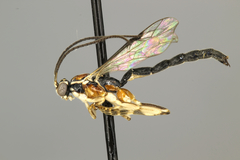 Clistopyga recurva
