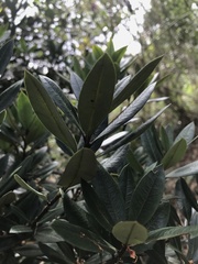 Bejaria