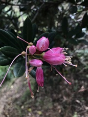 Bejaria