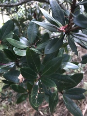 Bejaria
