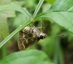 Amblyscirtes aesculapius