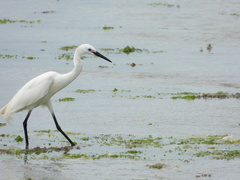 Egretta garzetta