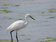 Egretta garzetta