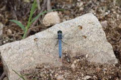 Orthetrum lineostigma