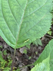 Lasioptera collinsonifolia