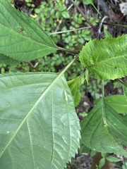 Lasioptera collinsonifolia
