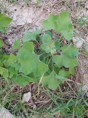 Xanthium strumarium canadense