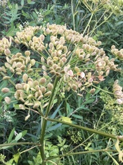 Polytaenia nuttallii