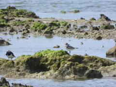 Charadrius leschenaultii