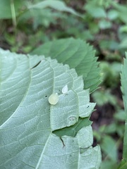 Dasineura collinsoniae