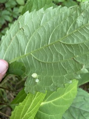 Dasineura collinsoniae