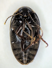 Euscaphurus spinipes