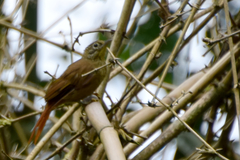 Anabacerthia striaticollis
