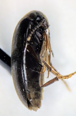 Euscaphurus spinipes