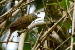 Anabacerthia striaticollis