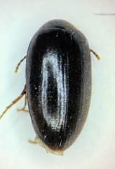 Euscaphurus spinipes