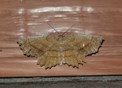 Euchlaena johnsonaria