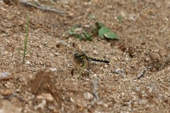 Orthetrum lineostigma