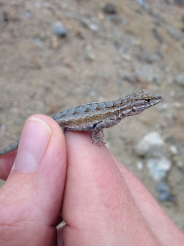 iNaturalist observation photo of Western Side-blotched Lizard