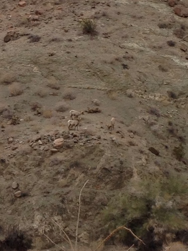 iNaturalist observation photo of Desert Bighorn Sheep