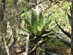 Agave obscura