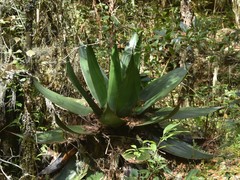 Agave obscura