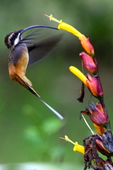 Phaethornis syrmatophorus