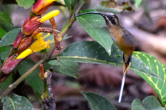 Phaethornis syrmatophorus