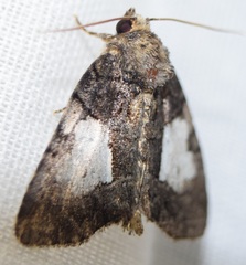 Chytonix palliatricula