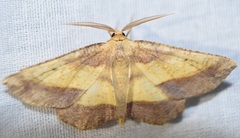 Euchlaena serrata