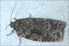 Thrincophora signigerana