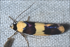 Telecrates laetiorella